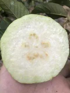 2025年最新】グアバ苗の人気アイテム - メルカリ