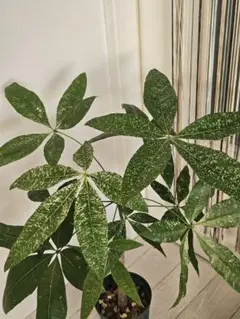 2025年最新】パキラ 斑入り 実生の人気アイテム - メルカリ