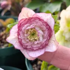 認定！！最新花　アフロディーテプリマヴェーラ　クリスマスローズ　加藤農園 楽天市場】フレグランスクリスマスローズ アフロプリマヴェーラ