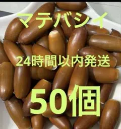 マテバシイどんぐり　2㎝位 50個