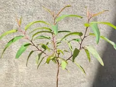 シトリオドラ　ユーカリ　レモンユーカリ　1ポット　ユーカリの木 ③ 実生 2年生