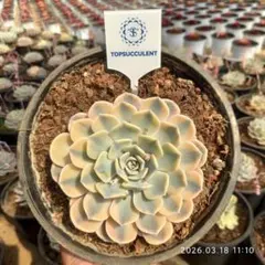 Top【選抜株】多肉植物　360557タイニー　バーガー錦　9個　鉢無し/脱土