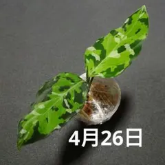 特別企画 GWセール Aglaonema アグラオネマ トリカラー LD ① - メルカリ