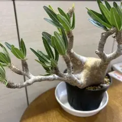 特大 現地球 発根済 パキポディウムグラキリス 加藤裕章 鉢付き 特大 現地球 発根済 パキポディウムグラキリス 加藤裕章 鉢付き