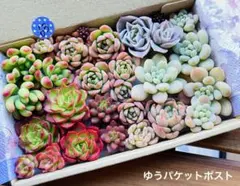 63 多肉植物　多肉弁当　詰め合わせ　寄せ植え　セット　カット苗　韓国苗　セダム
