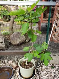 茂木ビワの鉢植え健康的に育った苗木 - メルカリ