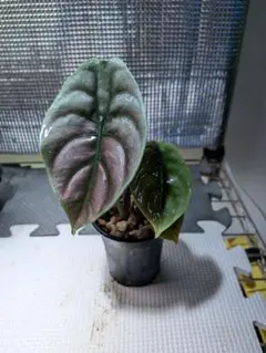 2026年最新】アロカシア クプレアの人気アイテム - メルカリ