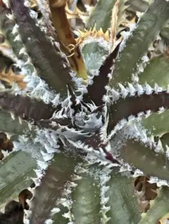 DBディッキア Dyckia Erwin x BS, Paylen #236 種子 ディッキア Dyckia Erwin x Paylen ⑴ - メルカリ