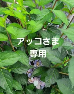 アッコさま専用