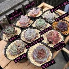 多肉 10苗 セット 小苗 エケベリア 多肉植物 寄せ植え 多肉弁当 訳あり