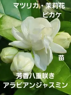 gidai m様 リクエスト 2点 まとめ商品