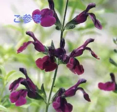 めろんぱんだ様 リクエスト 2点 まとめ商品