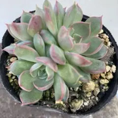 S様 リクエスト 4点 まとめ商品