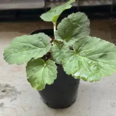 2025年最新】ドリアン苗の人気アイテム - メルカリ