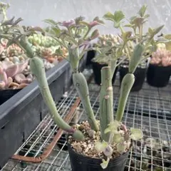 moko様 リクエスト 4点 まとめ商品