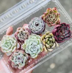 ８苗セット　多肉植物　エケベリア　韓国苗　カット苗　多肉弁当
