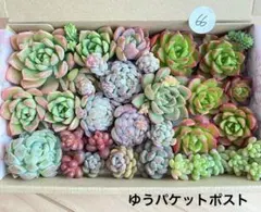 66 多肉植物　多肉弁当　詰め合わせ　寄せ植え　セット　カット苗　韓国苗　セダム