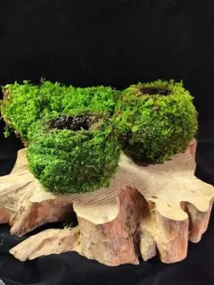 2025年最新】苔玉 ビカクシダの人気アイテム - メルカリ