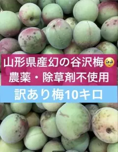 山形県産　幻の谷沢梅　農薬不使用　10キロ　青梅　初熟　サイズミックス 山形県産 幻の谷沢梅 農薬不使用 10キロ 青梅 初熟 サイズミックス