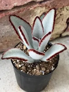 A 多肉植物 カランコエ 白兎 抜き苗 - メルカリ