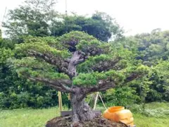 オンコ イチイ 樹木 おっこの木 オンコの木 大型 鉢植え 盆栽 - メルカリ