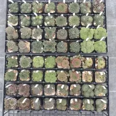 1ポット410円〜 センペルビウム26年1月 その9