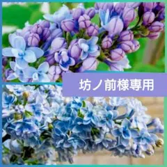 レオン　ライラック　プレジデントグレイビー　1苗♪ レオン様専用 ライラック プレジデントグレイビー 1苗♪ 【希少