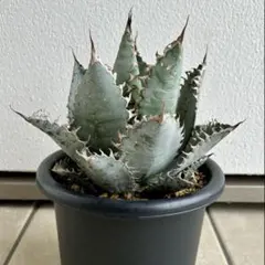 2025年最新】ライオンズメーンの人気アイテム - メルカリ