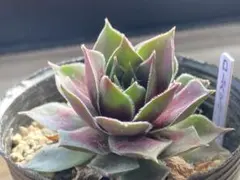 ココ(*´꒳`*)様 リクエスト 2点 まとめ商品