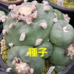 2026年最新】ロホホラの人気アイテム - メルカリ