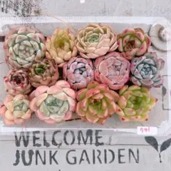 大特価‼️可愛いエケベリア パックいっぱい♡741