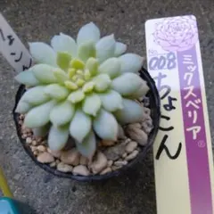 ヴィンテージレター札付きポットごとメルカリ便おらいさん苗ミックスベリア ヴィンテージレター札付きポットごとメルカリ便おらいさん苗