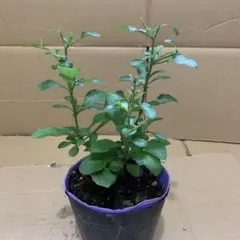 ルリマツリ 苗 山野草