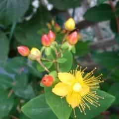 □☘️ヒペリカム苗☘️　❤抜き苗❤　選べるおまけつき　無農薬 9☘️ヒペリカム苗☘️ ❤抜き苗❤ 選べるおまけつき 無農薬