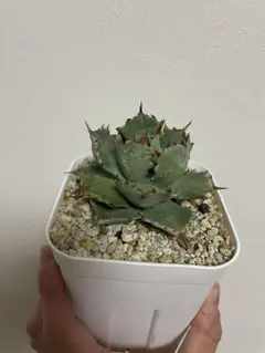 2026年最新】甲蟹の人気アイテム - メルカリ