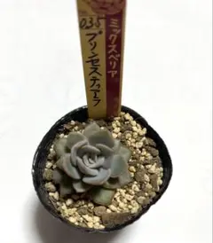 2026年最新】おらいさんの人気アイテム - メルカリ