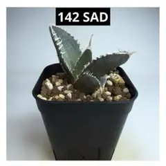 2025年最新】アガベSADの人気アイテム - メルカリ