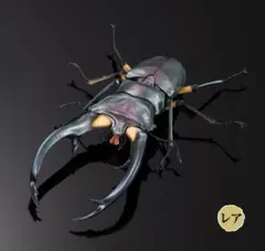 【新品】いきもの大図鑑アドバンス クワガタ エラフスホソアカクワガタ（ブルー）