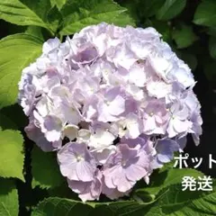 2026年最新】アジサイ 苗 輸入の人気アイテム - メルカリ