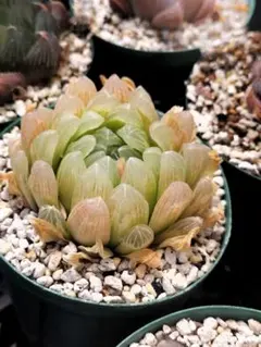 カーズ様 リクエスト 2点 まとめ商品