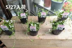 2026年最新】ヒメイワダレソウの人気アイテム - メルカリ