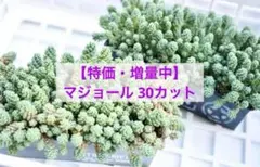 ＜特価・増量！＞ 多肉植物 マジョール カット苗　30カット　セダムのサムネイル