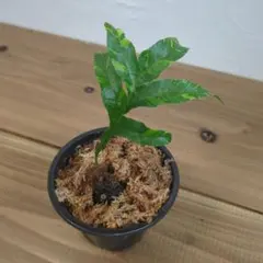 Drynaria quercifolia Variegatedのサムネイル