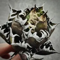 2026年最新】ゴリ猫の人気アイテム - メルカリ