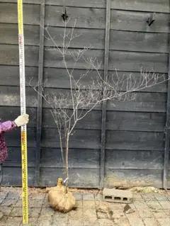 2026年最新】山採り ツツジの人気アイテム - メルカリ