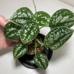 2025年最新】Scindapsusの人気アイテム - メルカリ