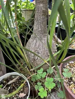 トックリラン 塊根植物 コーデックス - メルカリ