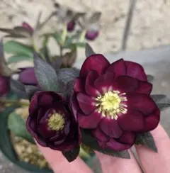 2026年最新】キラメキ クリスマスローズの人気アイテム - メルカリ