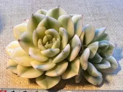m*i様 5313新入荷　ムーンプリンセス錦　エケベリア　多肉植物　撮影1月23