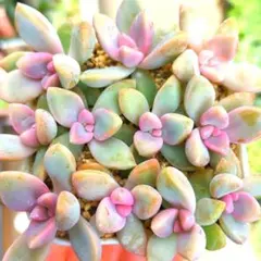 メルカリ便発送‼︎　レイオブライト　変わり斑 4株カット苗 メルカリ便発送‼︎ レイオブライト 変わり斑 4株カット苗